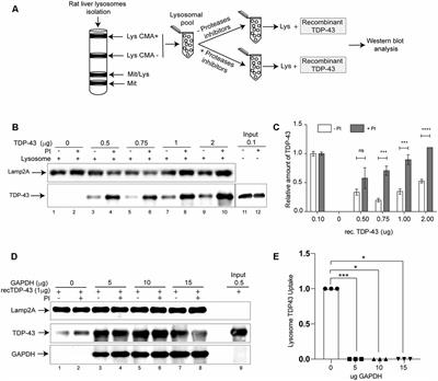 Chaperone Mediated Autophagy Degrades TDP-43 Protein and Is Affected by TDP-43 Aggregation